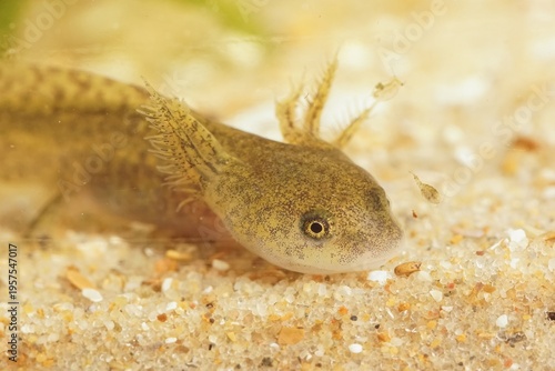 Closeup on a gilled larvae Tylototriton kweichowensis with a genetic mutation missing forelimbs
