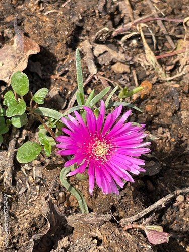 pink flower in the garden
