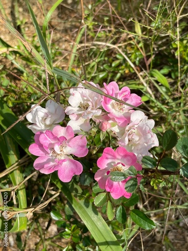 pink and white flowers