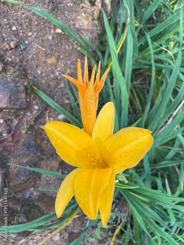 yellow lily flower