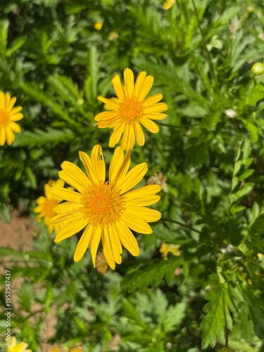 yellow flowers in the garden