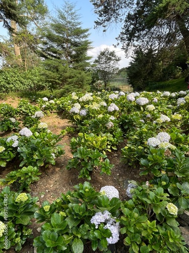 flowers in the forest