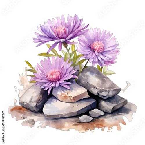 Watercolor purple aster flowers growing on gray rocks and stones