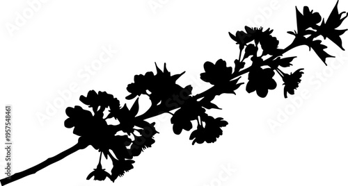 A Silhouette of a Blooming Cherry Blossom Branch with Delicate Petals