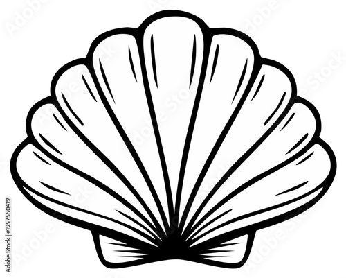 Black and white seashell illustration, oceanic symbol, nature, isolated on white background