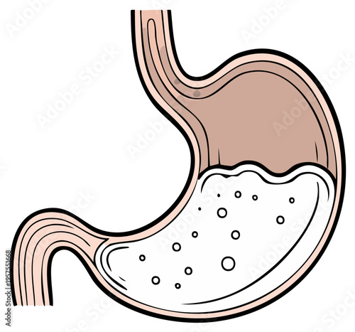 Illustration of the human stomach filled with digestive fluid and bubbles, showing internal anatomy and digestion process.