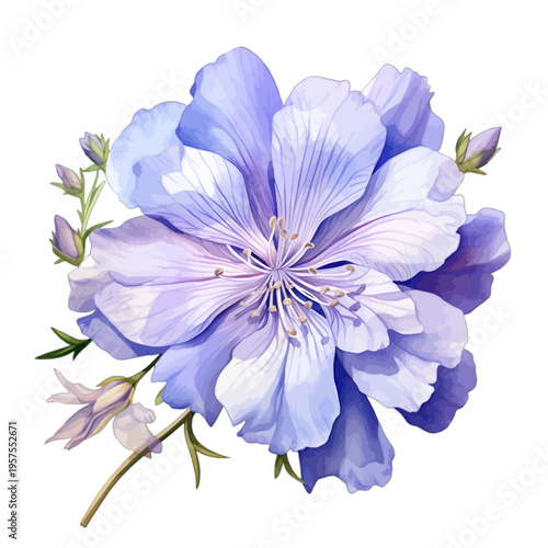 Watercolor Blue Chicory Flower Illustration Isolated on White Background