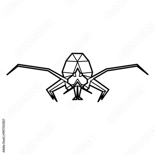 Spider abdomen head polygonal line