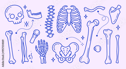 Human skeleton doodle collection with clean outline style. skull spine rib pelvis femur hand bones. detailed medical elements for education, healthcare and orthopedic study.