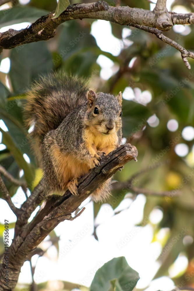 Fototapeta premium squirrel on a tree 