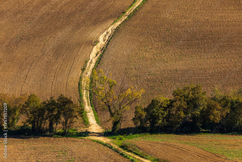 Obraz premium Rural road winding through fields of Tuscany, Italy.