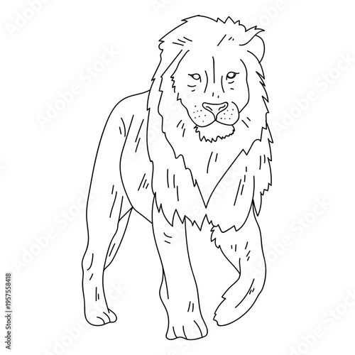 Lion mane king roar stroke