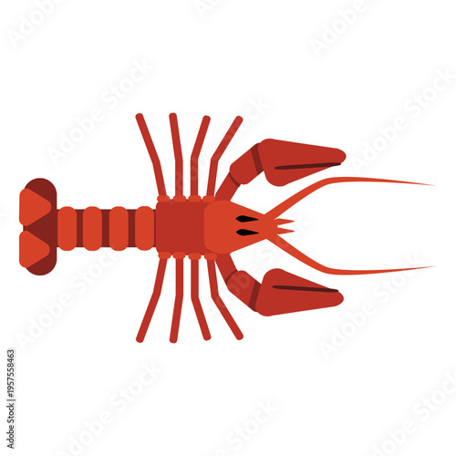 Lobster antenna tail claw rounded flat