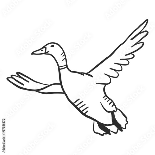Duck drake wild duck beak wing flying doodle