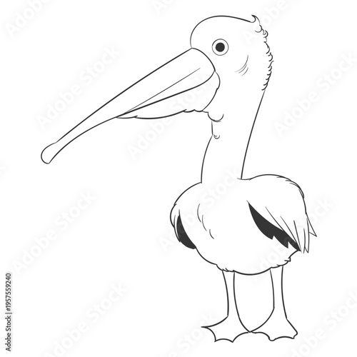 Pelican beak feather wing stroke