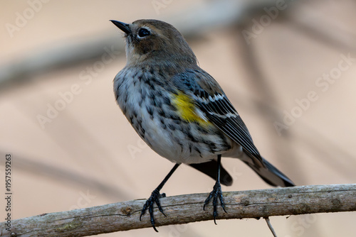 Tableau sur toile Warbler closeup telephoto shot.