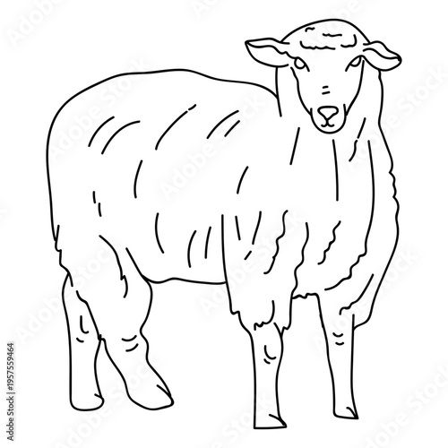 Sheep lamb wool hoof ear stroke