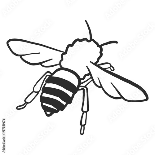 Bee wasp wing stripe doodle insect