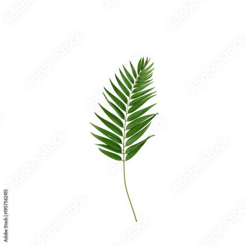 Green Palm Branch on White Background Showing Natural Details and Leaf Structure