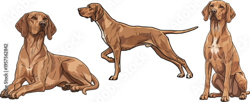 Portuguese Pointer dog pointing lying down sitting upright pose set