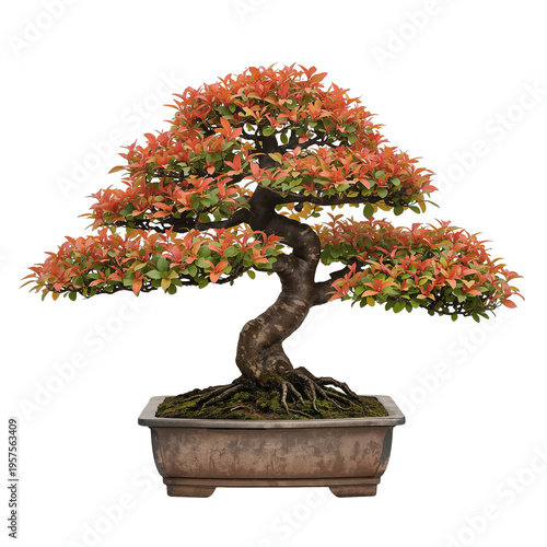 Bonsai Tree in a Pot With Orange Leaves on Display in a Garden Setting