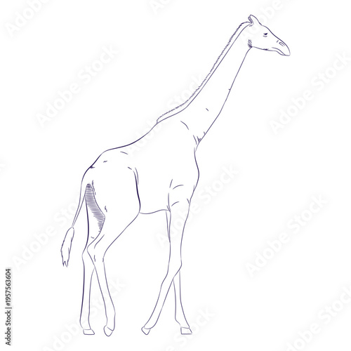 Photography Wild animal giraffe hand drawn