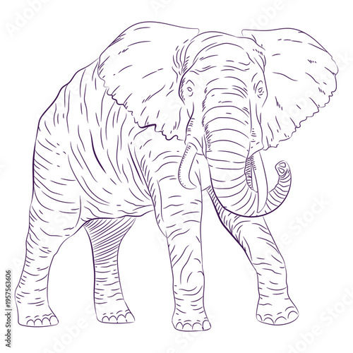 Photography Wild animal elephant hand drawn