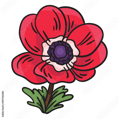 Anemone calanit flower illustration
