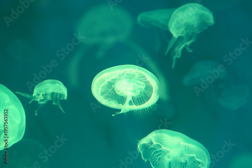 Small jellyfish or medusa of  bright green color.