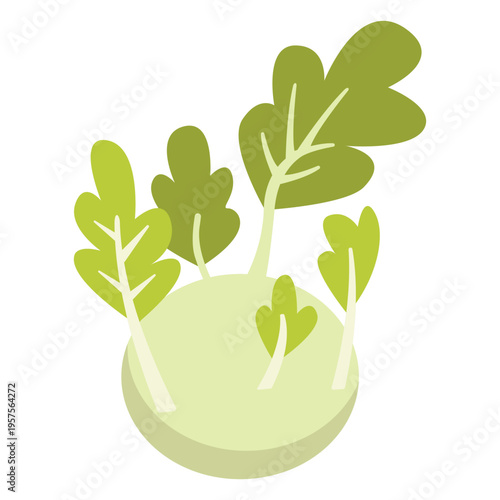 Kohlrabi vegetable flat
