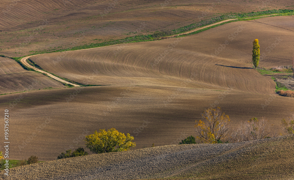 Fototapeta premium Tuscan rolling hills with curving dirt road and lone tree in autumn, Italy.