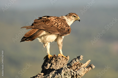 aguila perdicera en la sierra extremeña