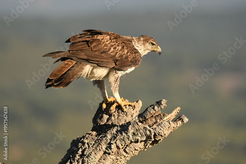 aguila perdicera en la sierra extremeña