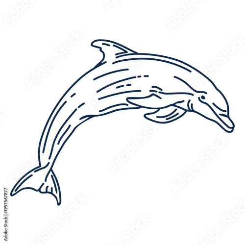 Stroke dolphin aquatic animall