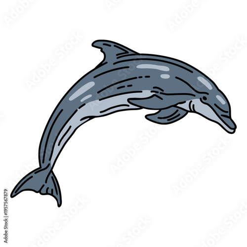 Stroke dolphin aquatic mammal