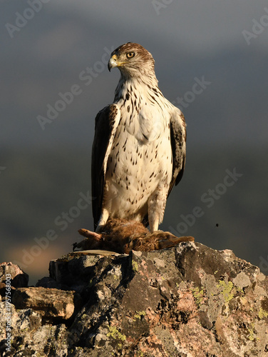 aguila perdicera en la sierra extremeña