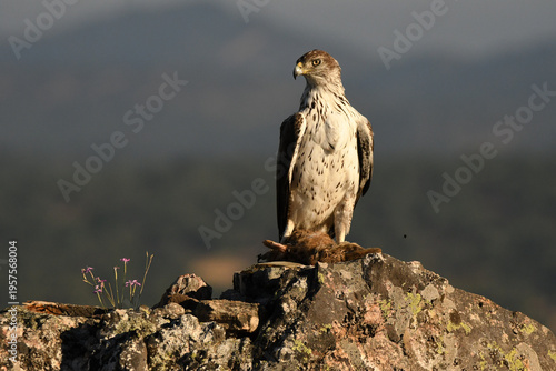 aguila perdicera en la sierra extremeña