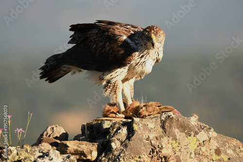 aguila perdicera en la sierra extremeña