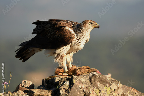 aguila perdicera en la sierra extremeña