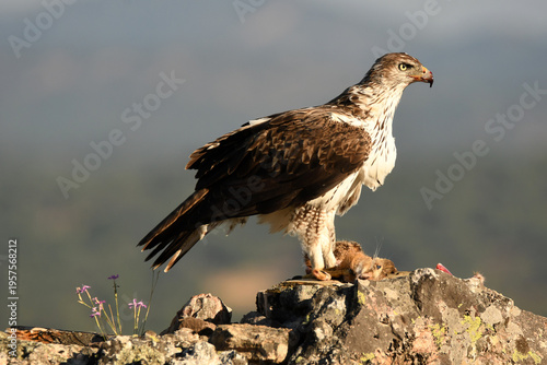 aguila perdicera en la sierra extremeña