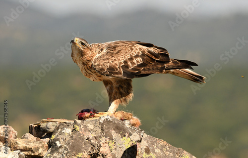 aguila perdicera en la sierra extremeña