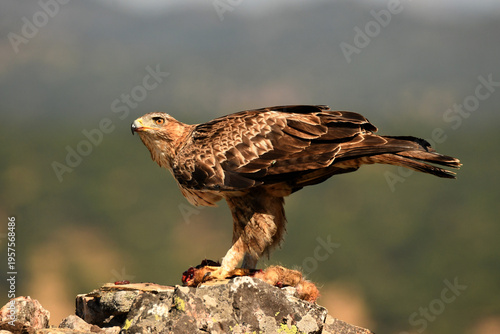 aguila perdicera en la sierra extremeña