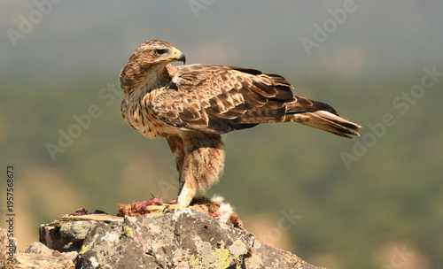 aguila perdicera en la sierra extremeña