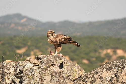 aguila perdicera en la sierra extremeña