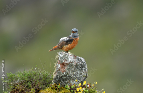 roquero rojo entre las rocas en primavera