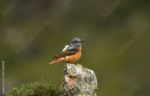 roquero rojo entre las rocas en primavera