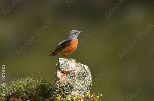 roquero rojo entre las rocas en primavera