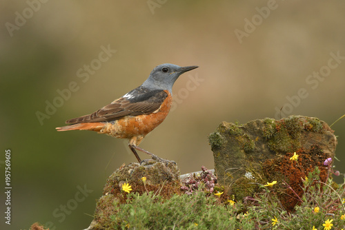 roquero rojo entre las rocas en primavera
