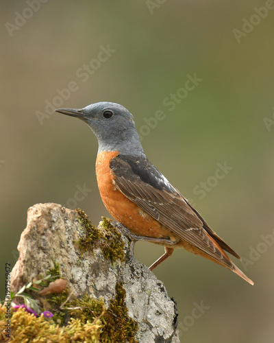 roquero rojo entre las rocas en primavera