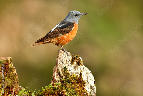 roquero rojo entre las rocas en primavera